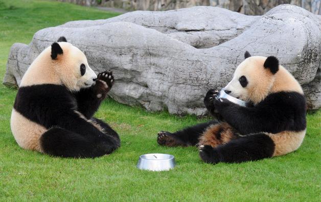 CACHORROS Y ANIMALES - Página 10 Osos-panda-nacen-dos-gemelos